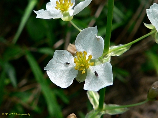 {Sagittaria australis}